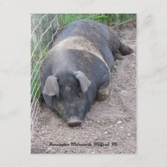 Pig Postcard postcard