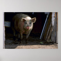 Pig Poster