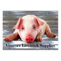 Pig  Professional Business Card Templates
