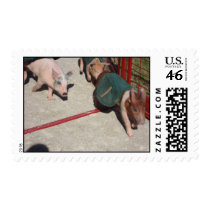 Pig Race Stamp