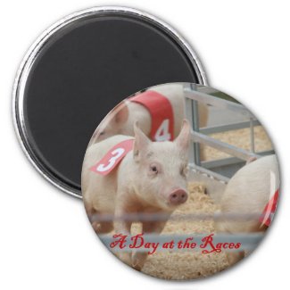 Pig racing, Pig race photograph, pink pig magnet