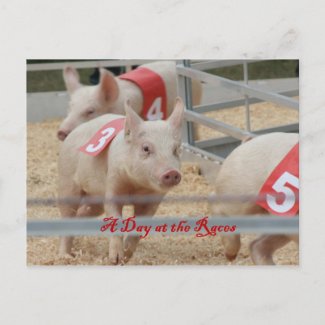 Pig racing, Pig race photograph, pink pig Post Cards