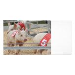 Pig racing pink piglet number three photo cards