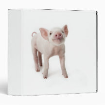 Pig Standing Looking Up Binders