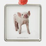 Pig Standing Looking Up Christmas Ornaments