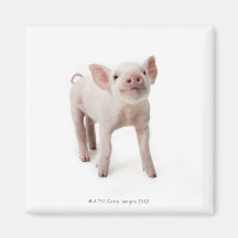 Pig Standing Looking Up Fridge Magnets