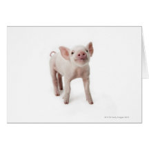 Pig Standing Looking Up Greeting Card