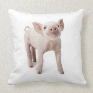 Pig Standing Looking Up Pillows