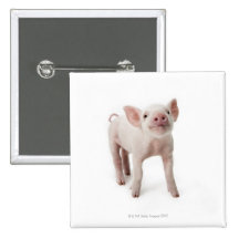 Pig Standing Looking Up Pinback Buttons