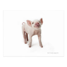 Pig Standing Looking Up Postcards