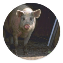 Pig Round Sticker