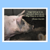 Pig Wisdom - Equals postcards