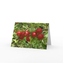 Pigeon Apples Greeting Cards cards