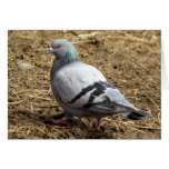 Pigeon Blank Greeting Card cards