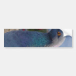 Pigeon Bumper Stickers