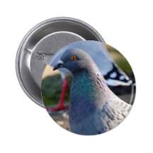 Pigeon Buttons