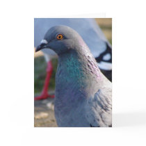 Pigeon Cards