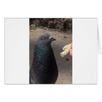pigeon greeting cards