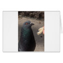 pigeon cards by amjon1 pigeon cards