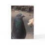 pigeon greeting card
