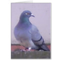 Pigeon cards