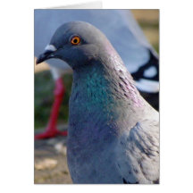 Pigeon Cards
