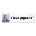Pigeon copy, I love pigeons bumper stickers