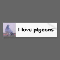 Pigeon copy, I love pigeons bumper stickers