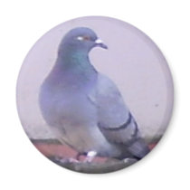 Pigeon copy magnets by Moondial Pigeon copy magnets