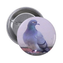 Pigeon copy pinback buttons