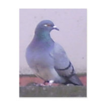 Pigeon copy postcards