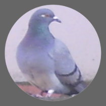 Pigeon copy stickers