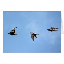 Pigeon Flight Positions Notecard