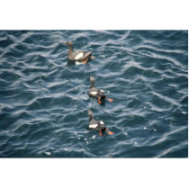 Pigeon Guillemont photo sculptures by animalpark Pigeon Guillemont photo sculptures