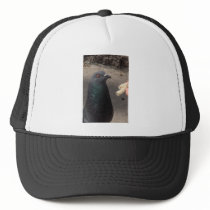 pigeon hats by amjon1 pigeon hats