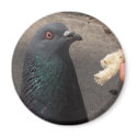 pigeon magnets by amjon1 pigeon magnets