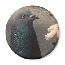 pigeon magnets by amjon1 pigeon magnets