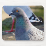 Pigeon Mouse Pads