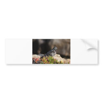 Pigeon perched on a cliff ledge bumper stickers