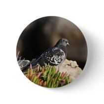 Pigeon perched on a cliff ledge pinback buttons