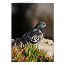 Pigeon perched on a cliff ledge cards