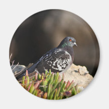 Pigeon perched on a cliff ledge fridge magnet