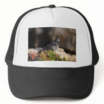 Pigeon perched on a cliff ledge hats