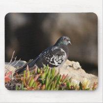 Pigeon perched on a cliff ledge mousepads