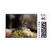 Pigeon perched on a cliff ledge postage