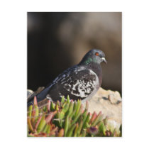 Pigeon perched on a cliff ledge post card