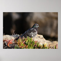 Pigeon perched on a cliff ledge print