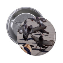 Pigeon Pinback Buttons