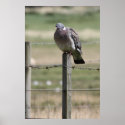 Pigeon Post Poster posters
