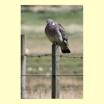 Pigeon Post Poster posters